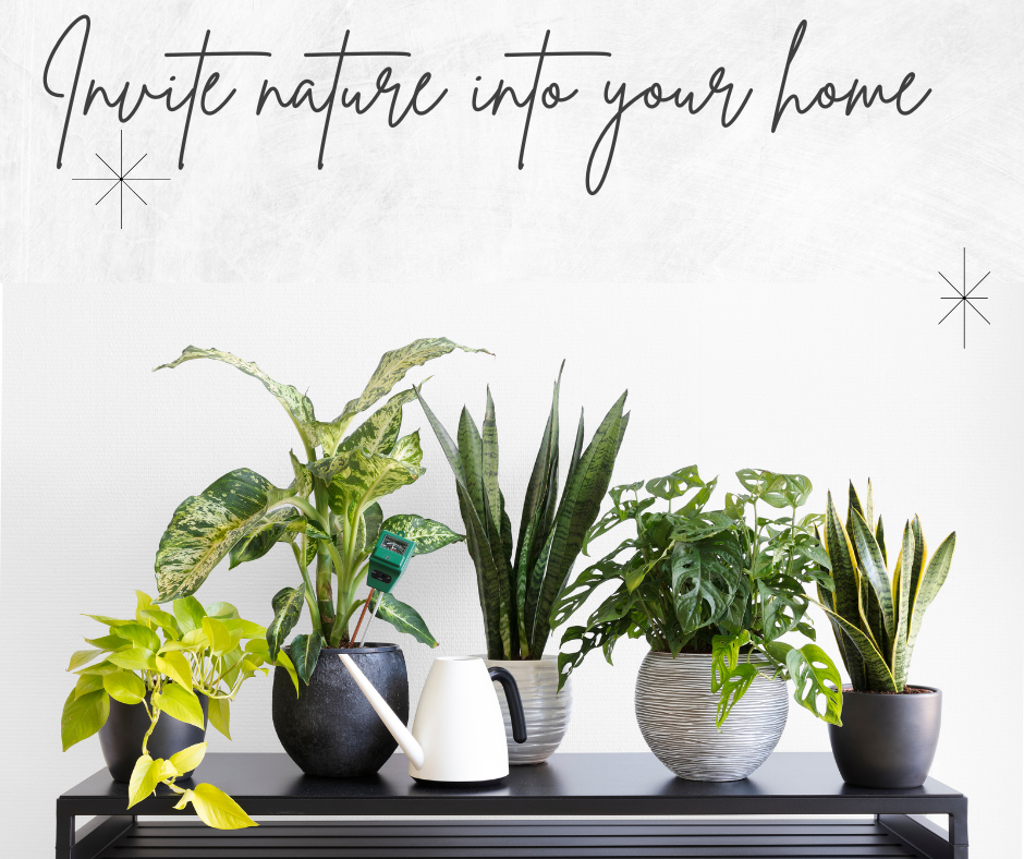 Air-Purifying Plants