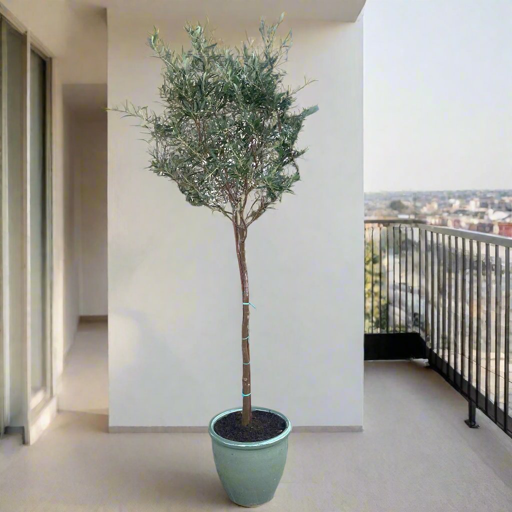 Olea europea or Olive Tree "1.0m-2.2m" شجرة زيتون