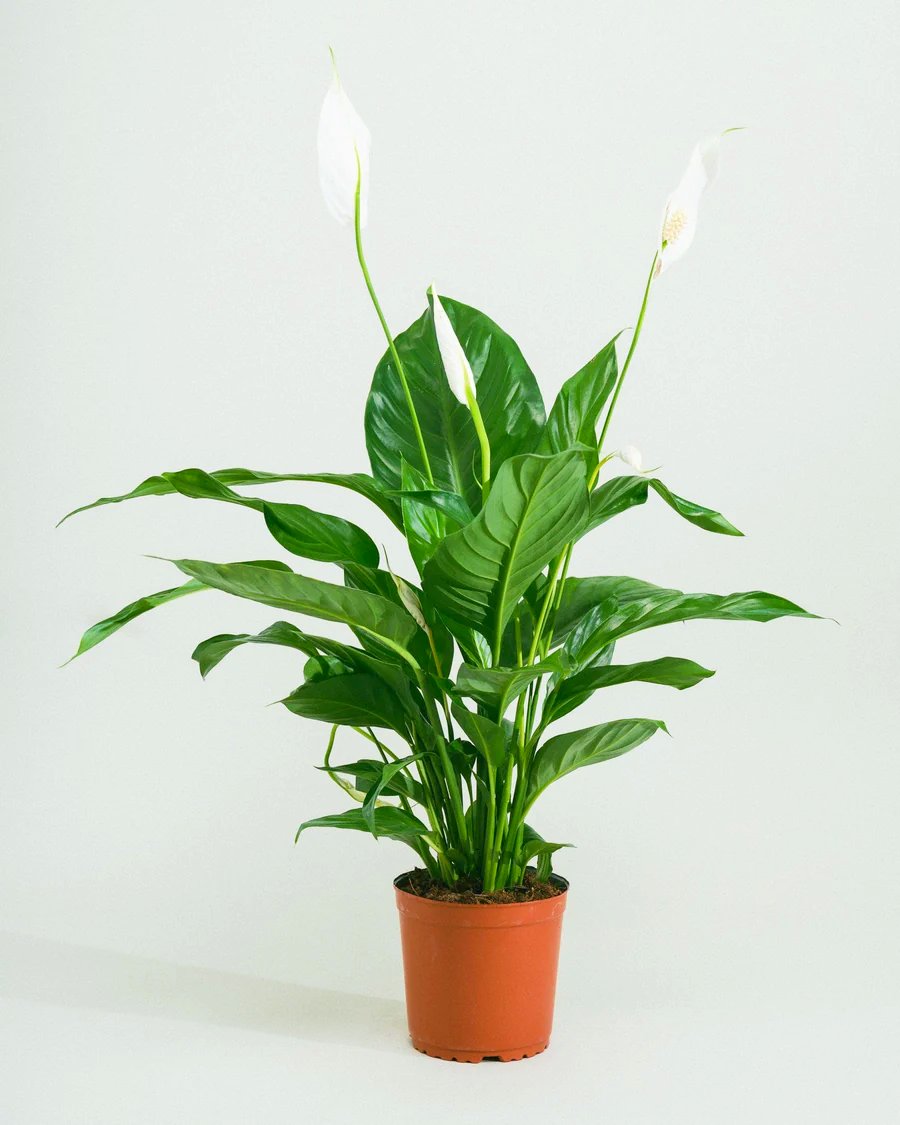 Spathiphyllum or Peace Lily "زنبق السلام"