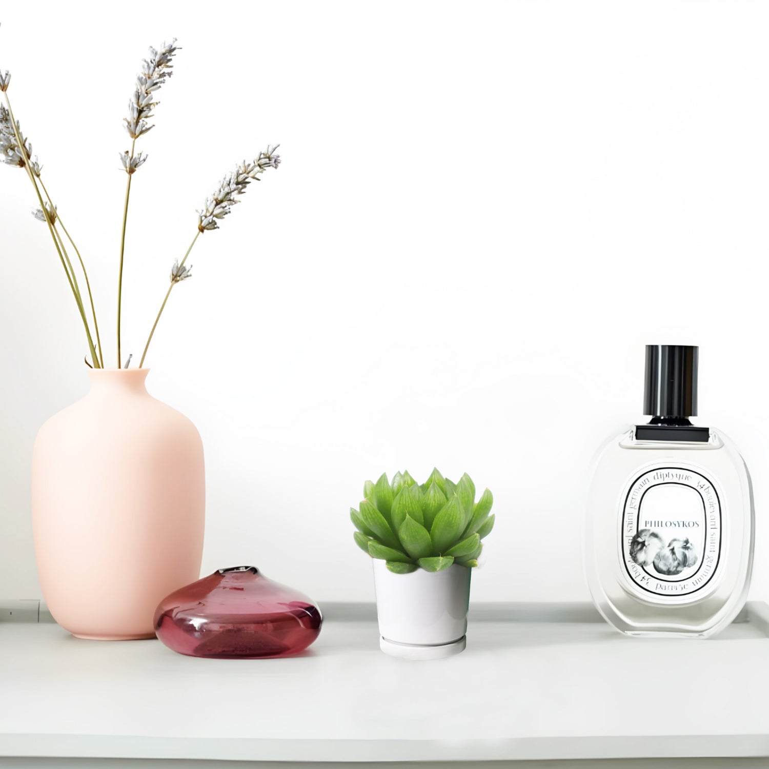 Haworthia Cooperi "Window Haworthia" 4-6cm (Mini succulents)