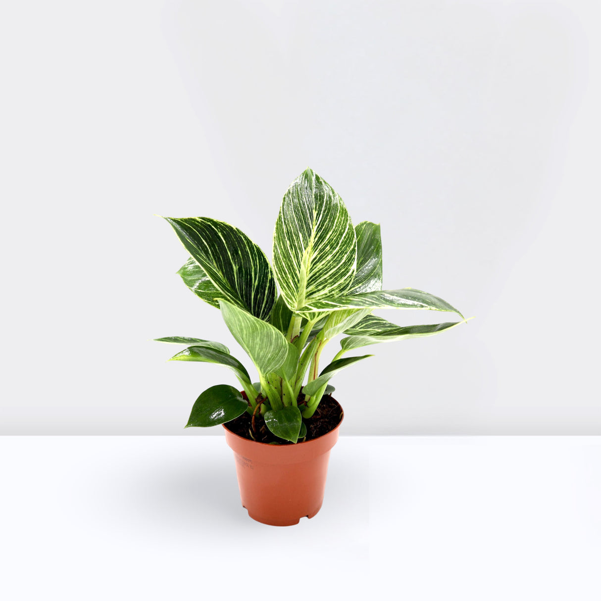 Philodendron Birkin | White wave | Birkin white wave 25-30cm