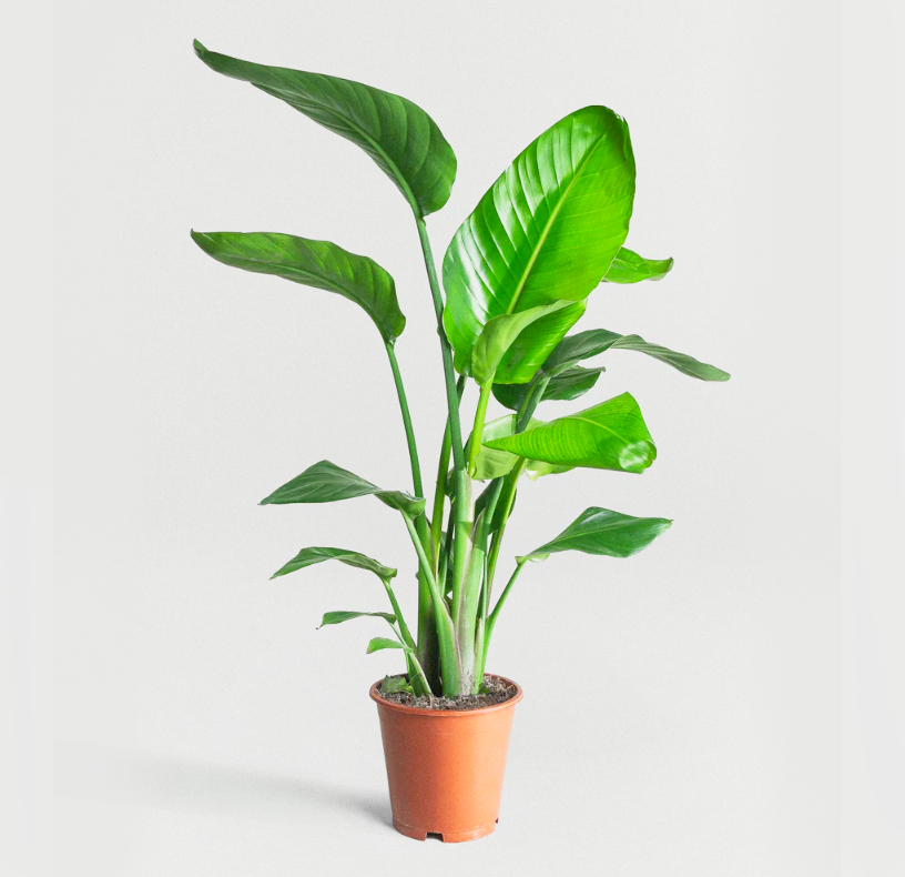 Strelitzia Nicolai or Bird of Paradise طائر الجنة