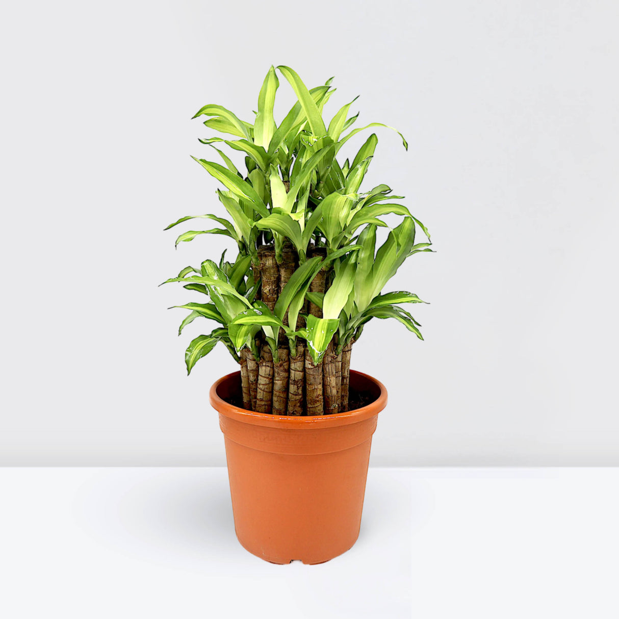 Dracaena fragrans "Massangeana 3 steps" 40-50cm