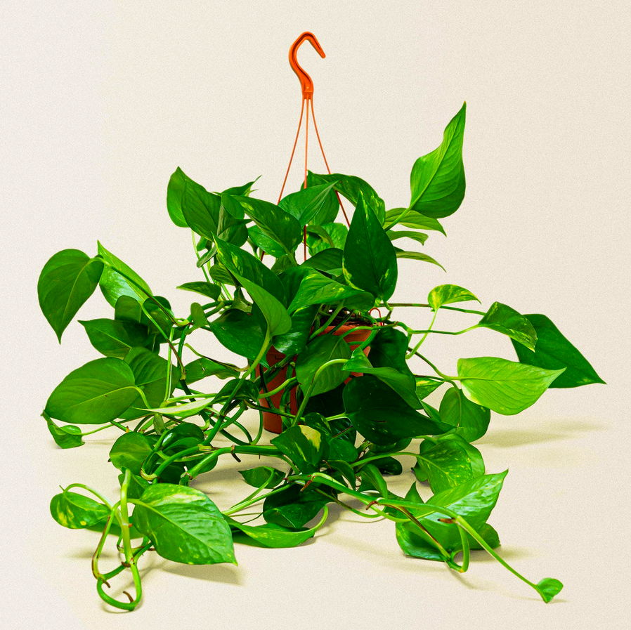 Hanging Money Plant "Epipremnum aureum"