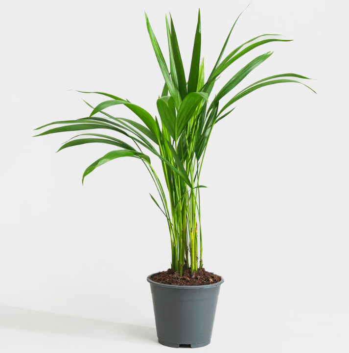 Chrysalidocarpus lutescens or Areca Palm Holland