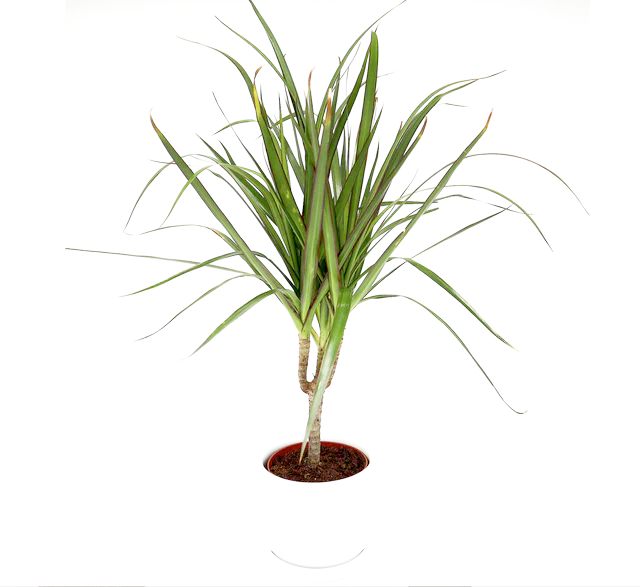Dracaena Marginata (Crimson Dragon Tree)