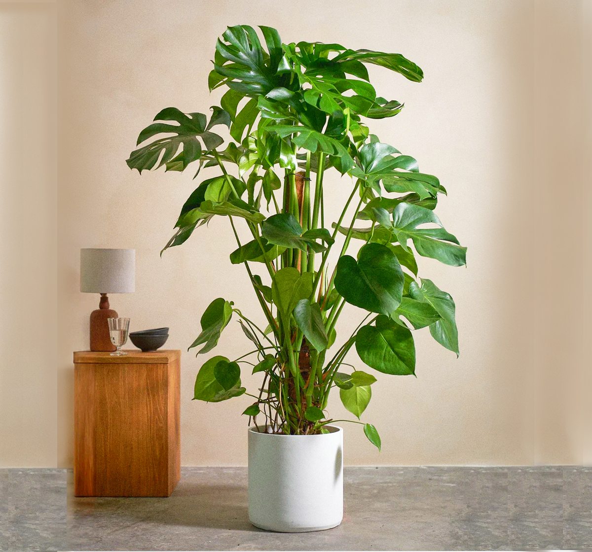 Monstera deliciosa "The Hurricane or Swiss Cheese Plant"