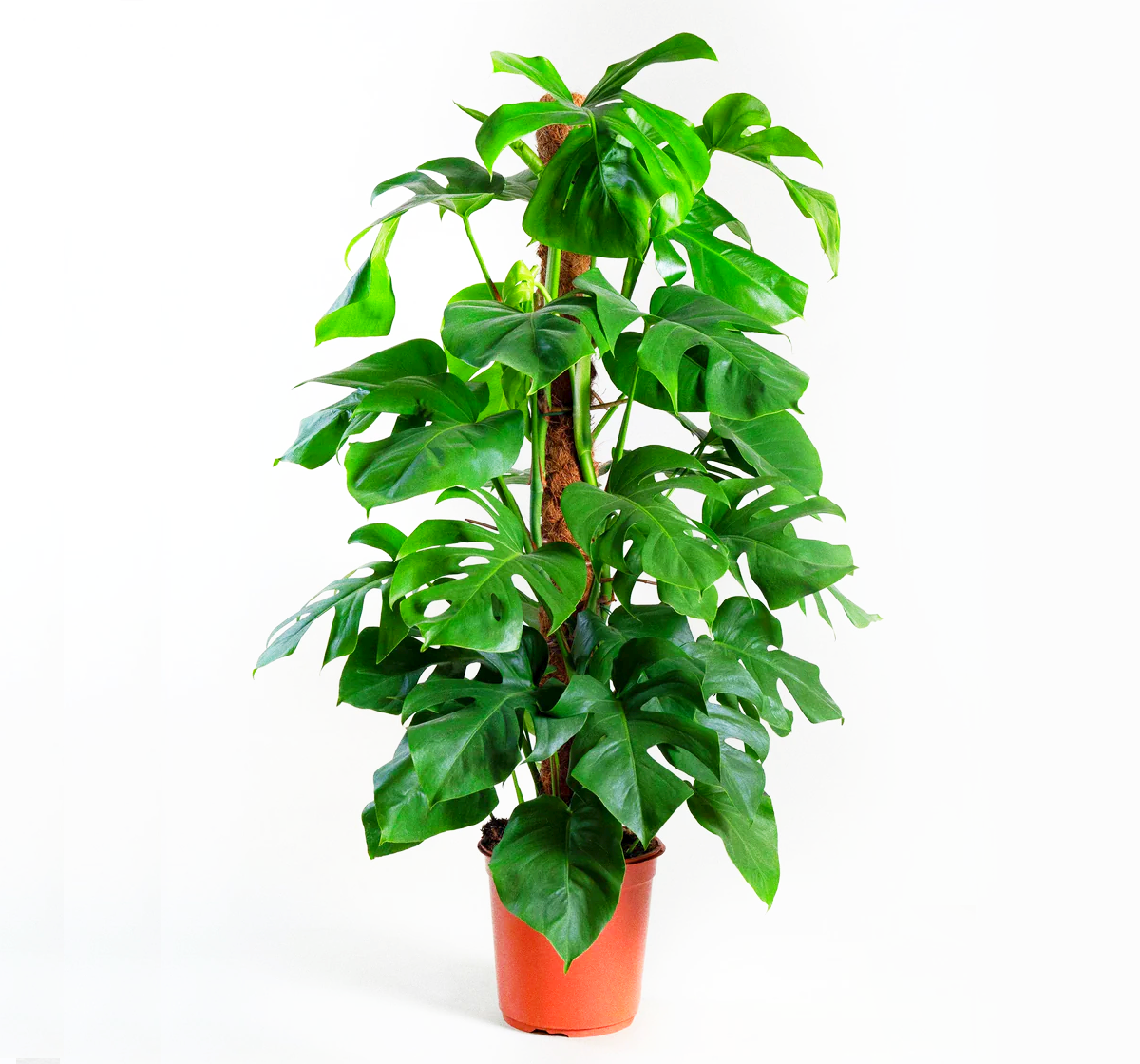 Monstera deliciosa "The Hurricane or Swiss Cheese Plant"