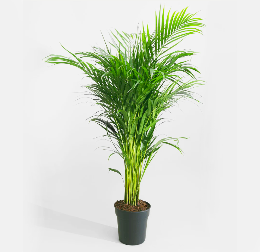 Chrysalidocarpus lutescens or Areca Palm Holland