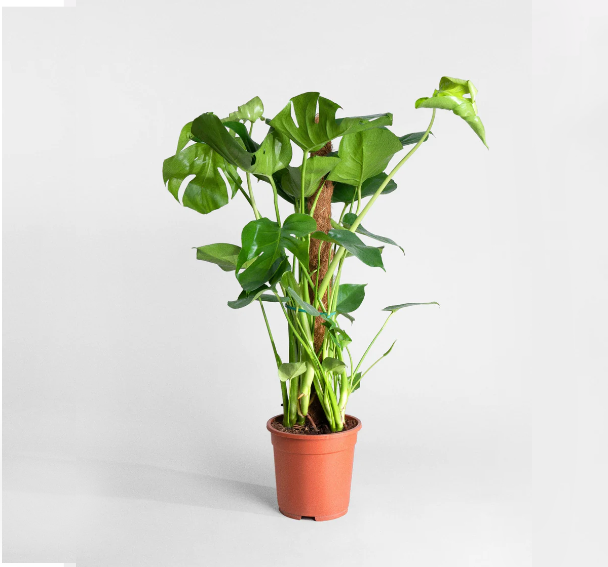 Monstera deliciosa "The Hurricane or Swiss Cheese Plant"