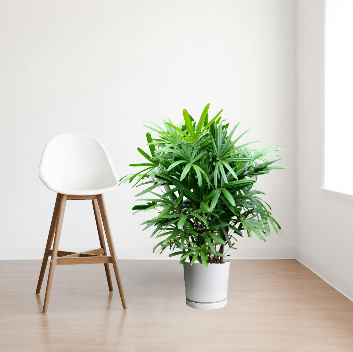 Rhapis Excelsa "Lady Palm سيدة النخيل or Miniature Fan Palm"