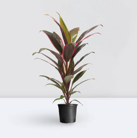 Cordyline Rumba | Rumba Ti Plant | Good Luck Plant 30-40cm