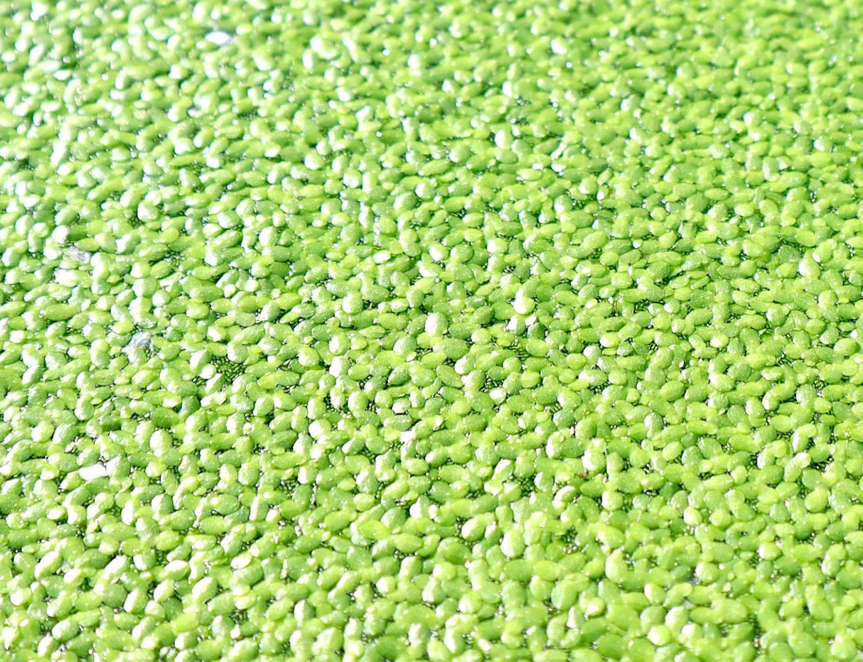 Live Floating Duckweeds "Lemna Minor"