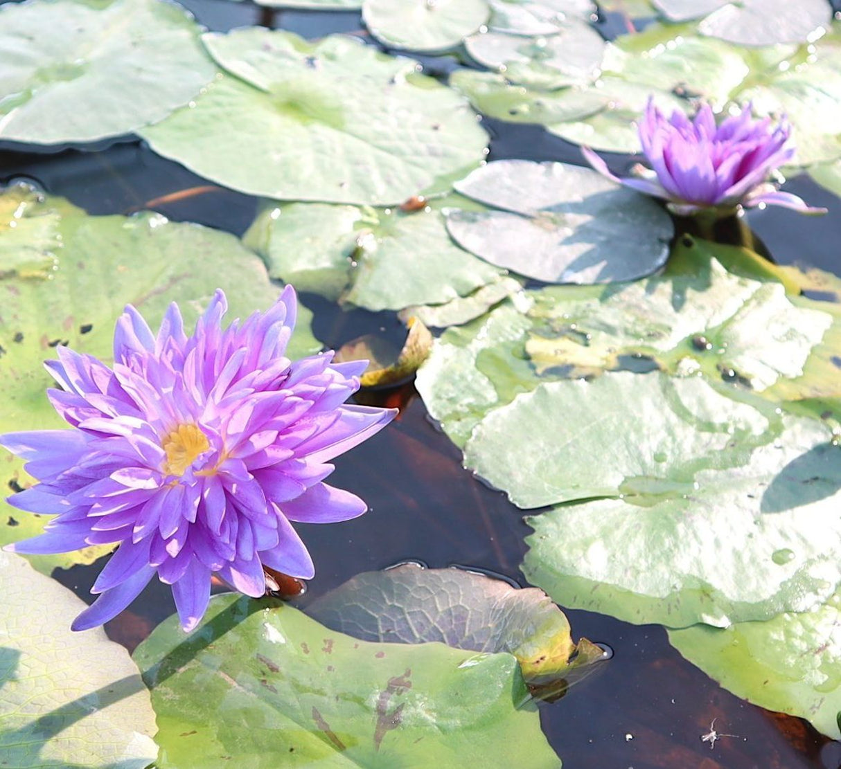 Water Lily Nymphaea "King of Siam"