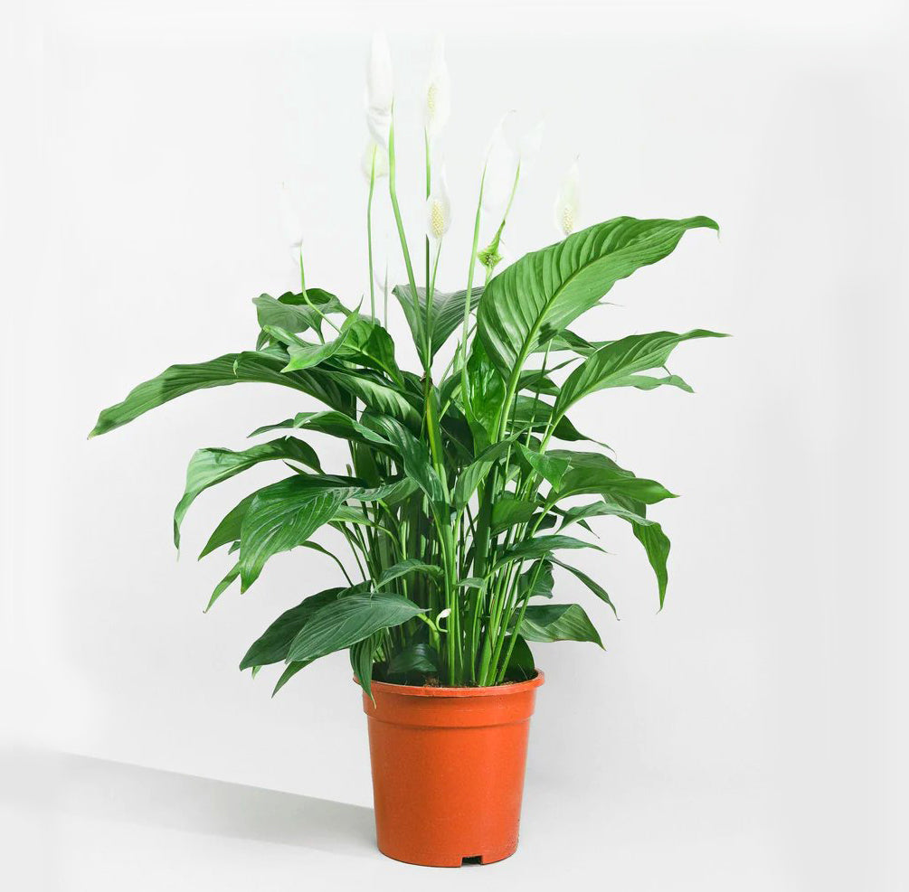 Spathiphyllum or Peace Lily "زنبق السلام"