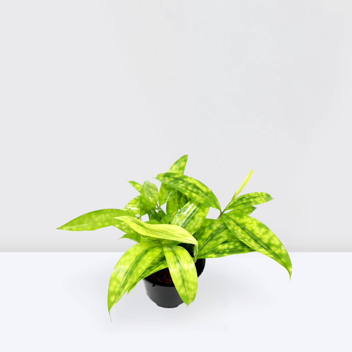 Dracaena Surculosa Aurea | Dracaena Gold Dust 15-20cm