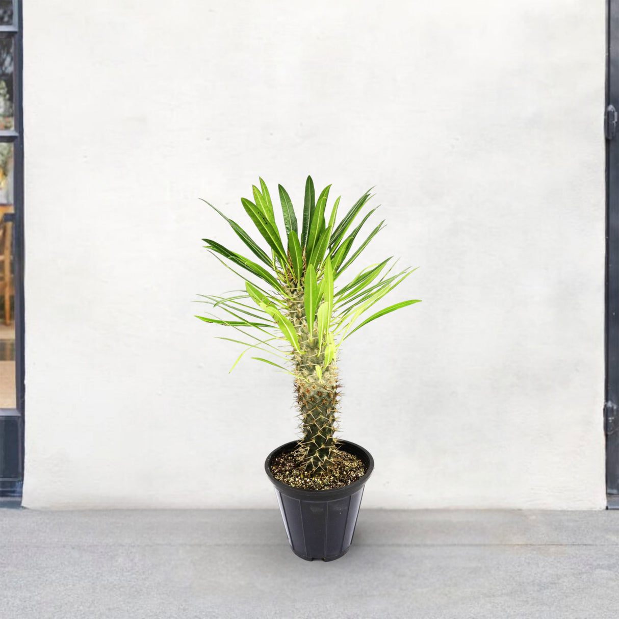 Lameria | Pachypodium Lamerei | Succulent | Madagascar Palm 35-40cm