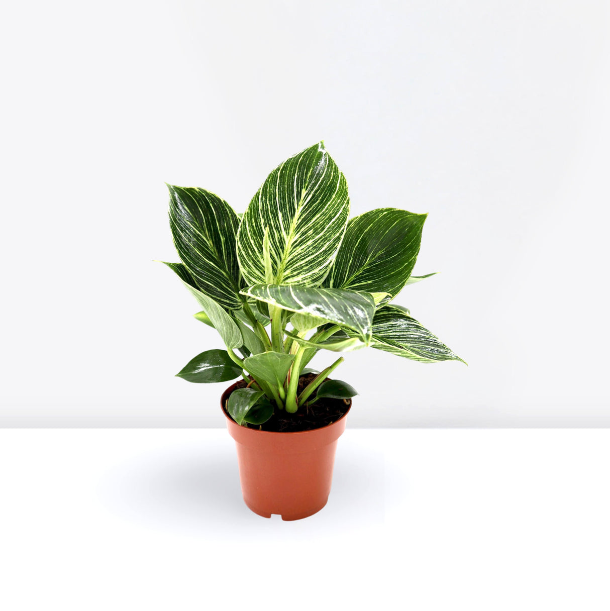 Philodendron Birkin | White wave | Birkin white wave 25-30cm