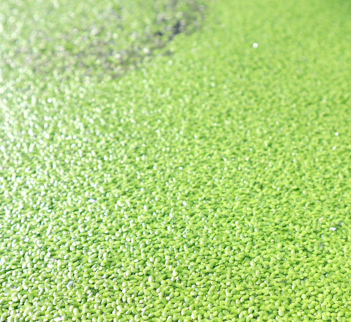 Live Floating Duckweeds "Lemna Minor"