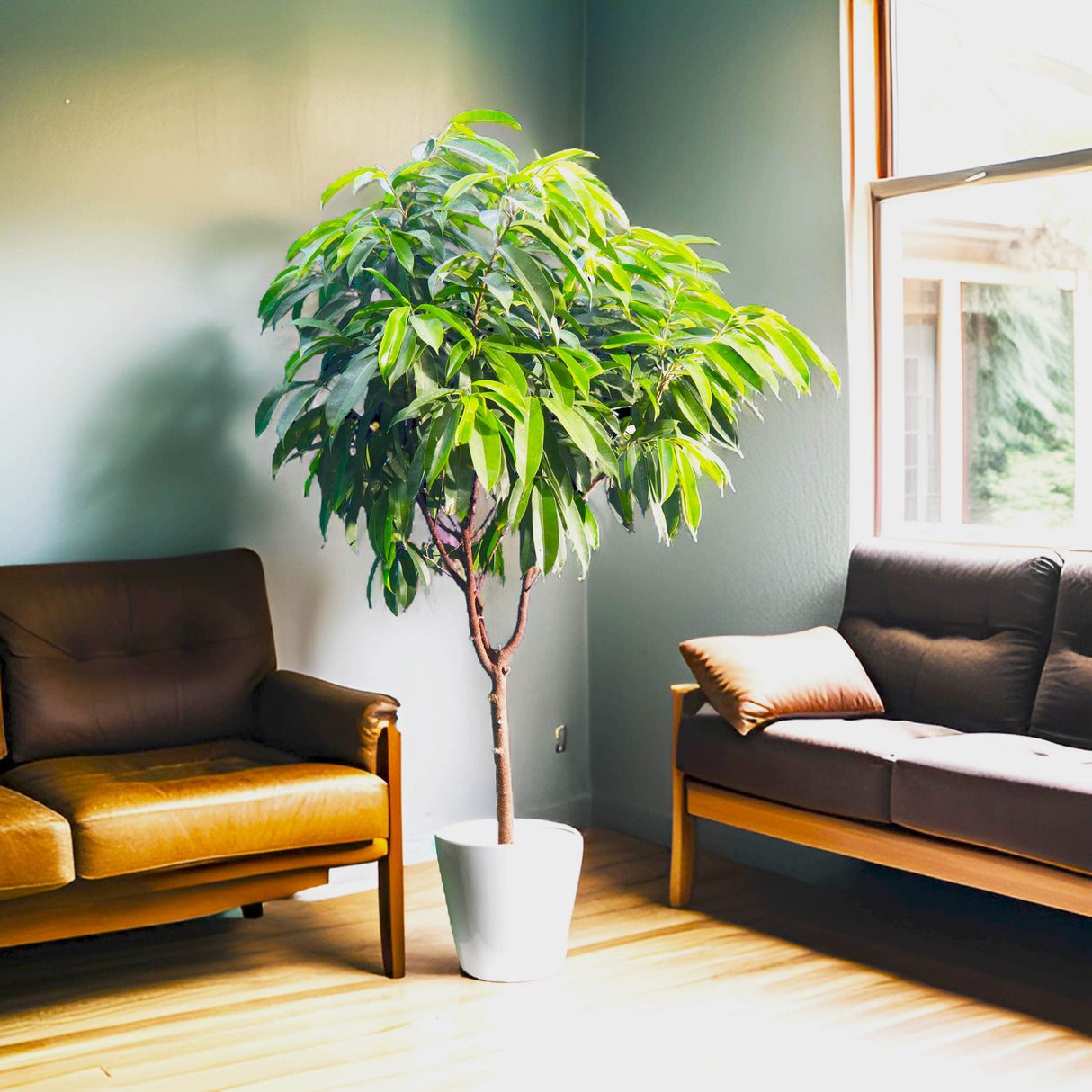 Ficus Amstel King 1.5-2.0m (Indoor)