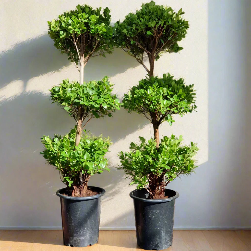 Ficus diversifolia "Three Heads"