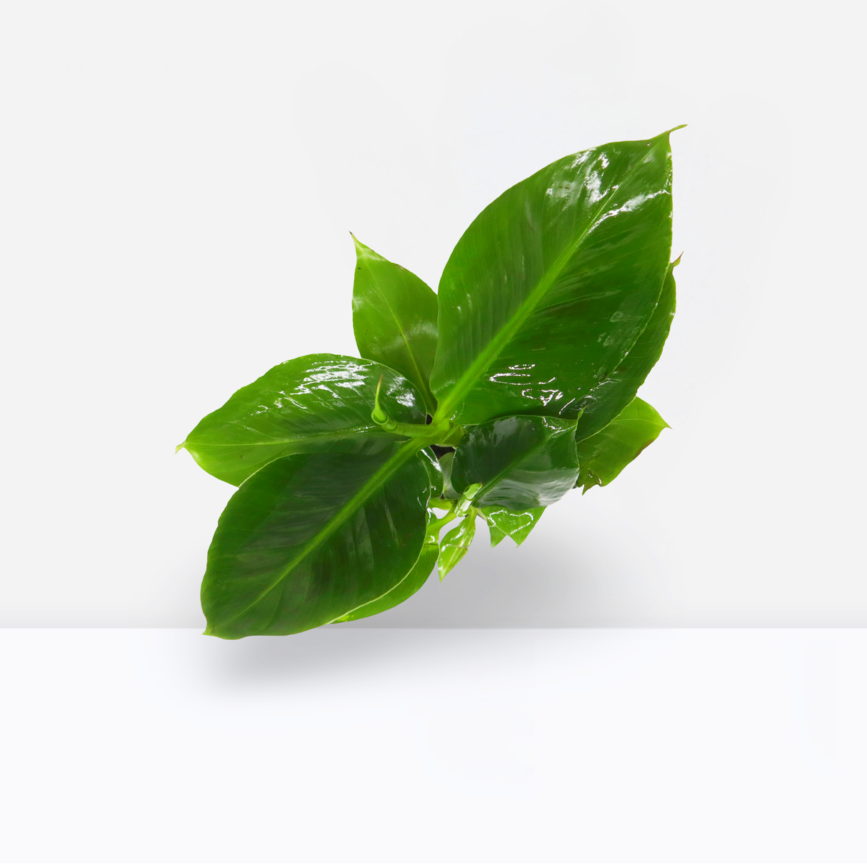 Musa tropicana, Dwarf Indoor Banana Plant 25 - 30cm