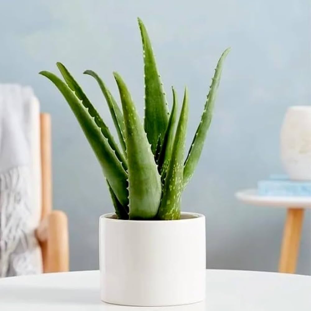 Aloe vera "Indoor" or Medicina Aloe 25-30cm الألوة فيرا