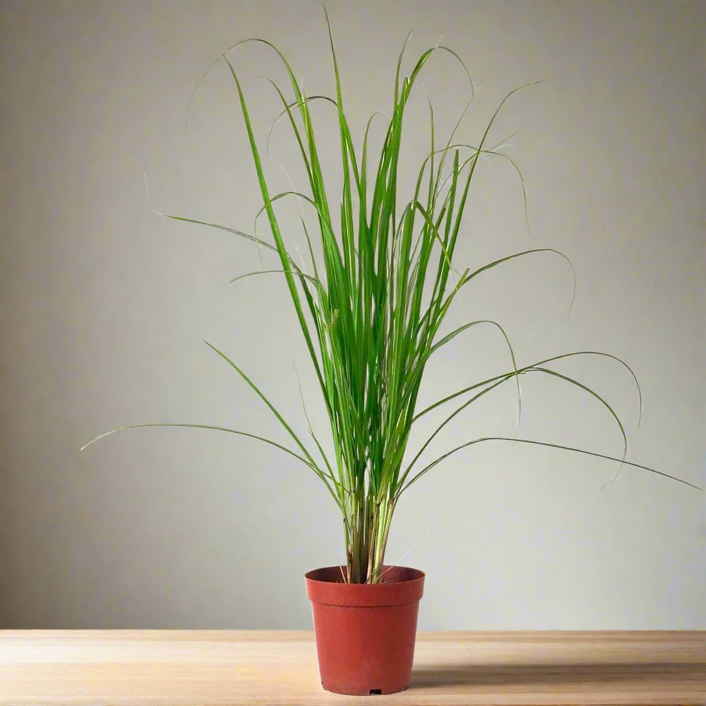 Lemon Grass or Cymbopogon citratus 40 - 60cm
