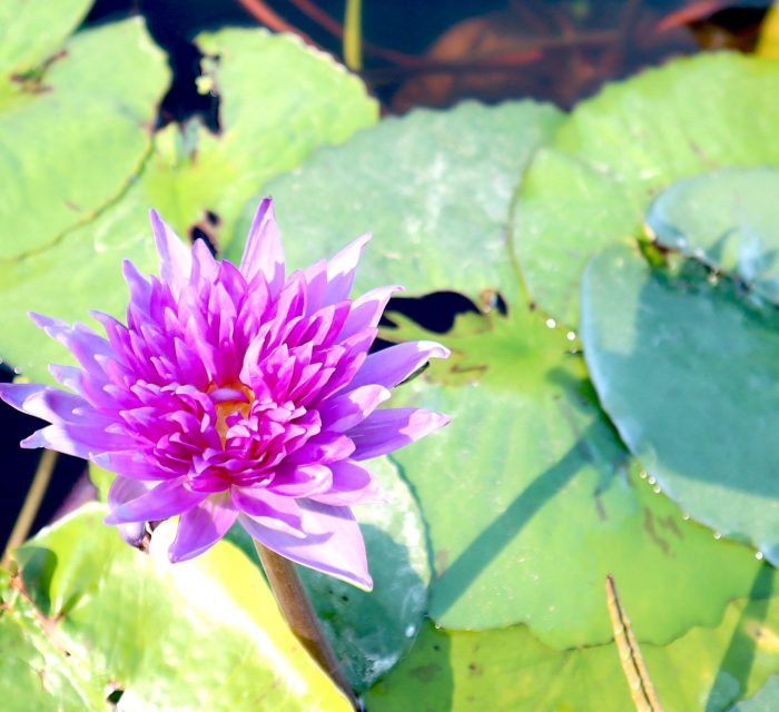 Water Lily Nymphaea "King of Siam"