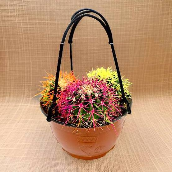 Barrel Cactus 80-90mm dia | Hanging Yellow, Pink, Orange Ball Cactus | 3 in One
