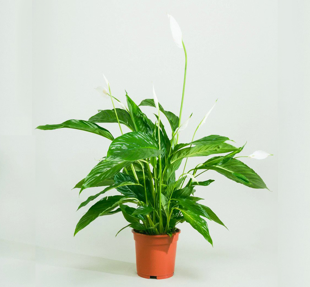 Spathiphyllum or Peace Lily "زنبق السلام"