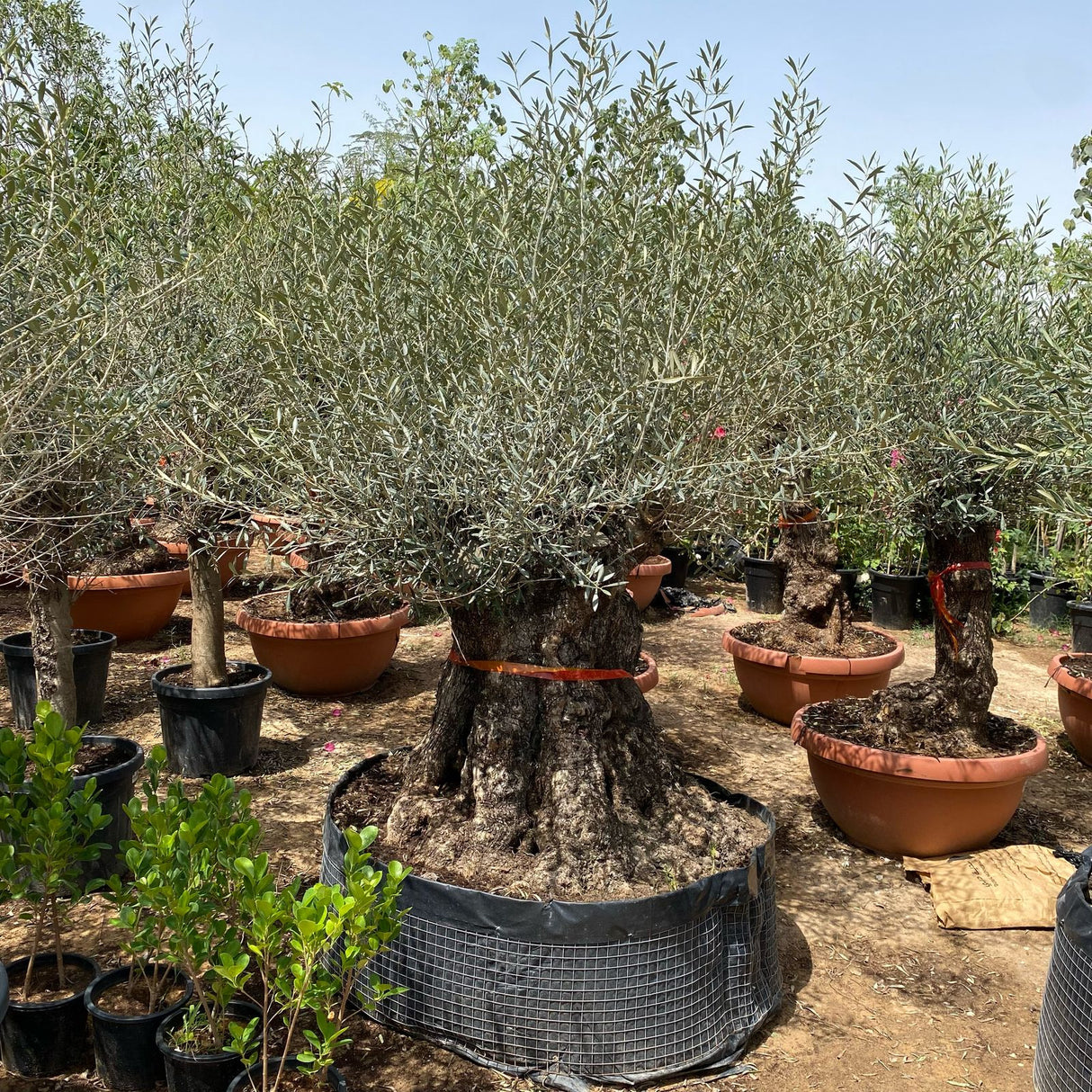 Olive Tree, Olea Europaea Thick Trunk 2.0-2.5m Height 500mm-600mm Dia