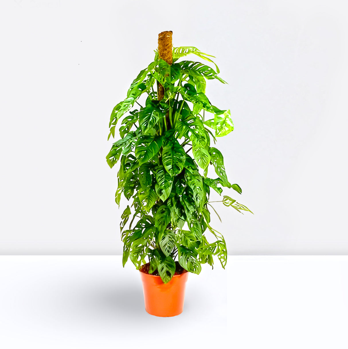 Monstera adansonii | Swiss Cheese Plant 1.0-1.2m