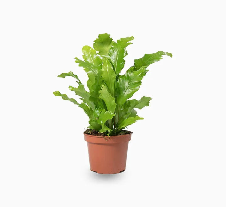 Asplenium Nidus or Bird’s Nest Fern 50-60cm spread