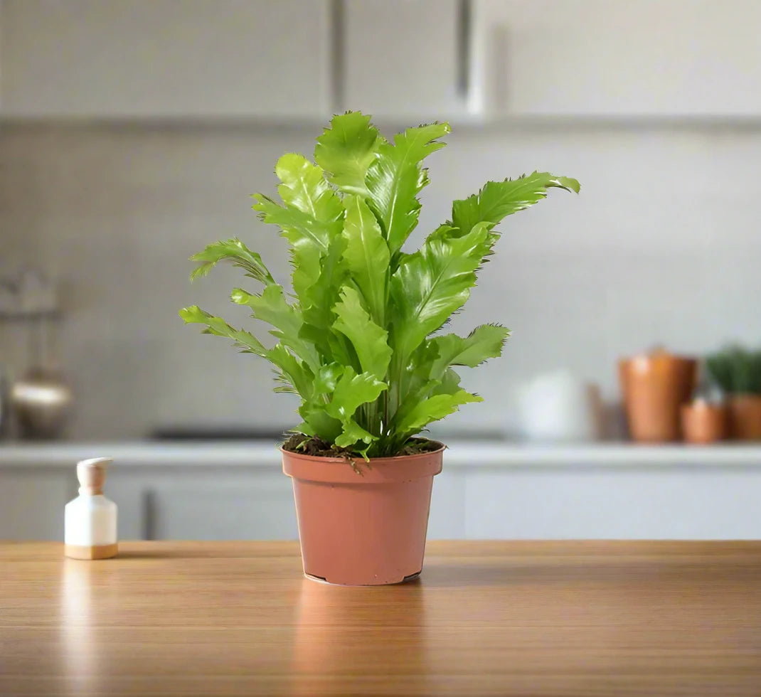 Asplenium Nidus or Bird’s Nest Fern 50-60cm spread