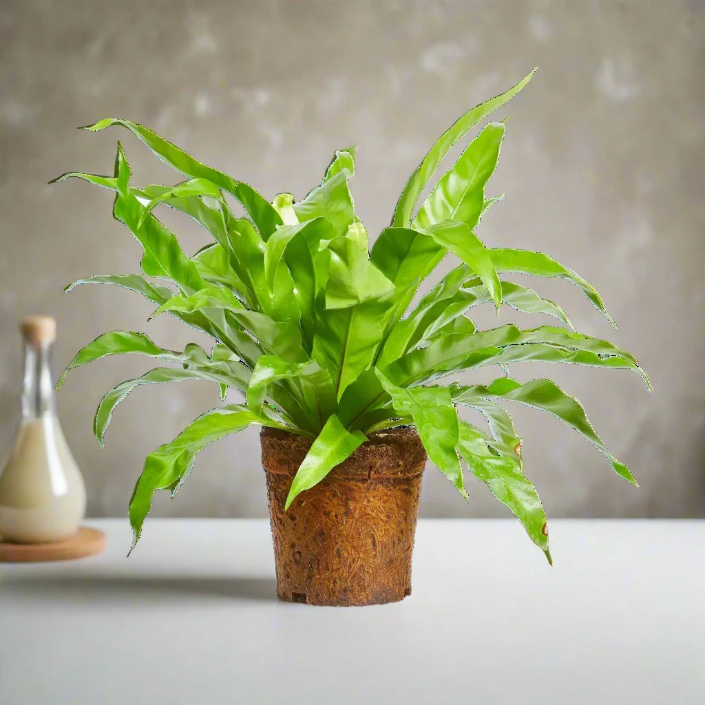 Asplenium Nidus or Bird’s Nest Fern 50-60cm spread