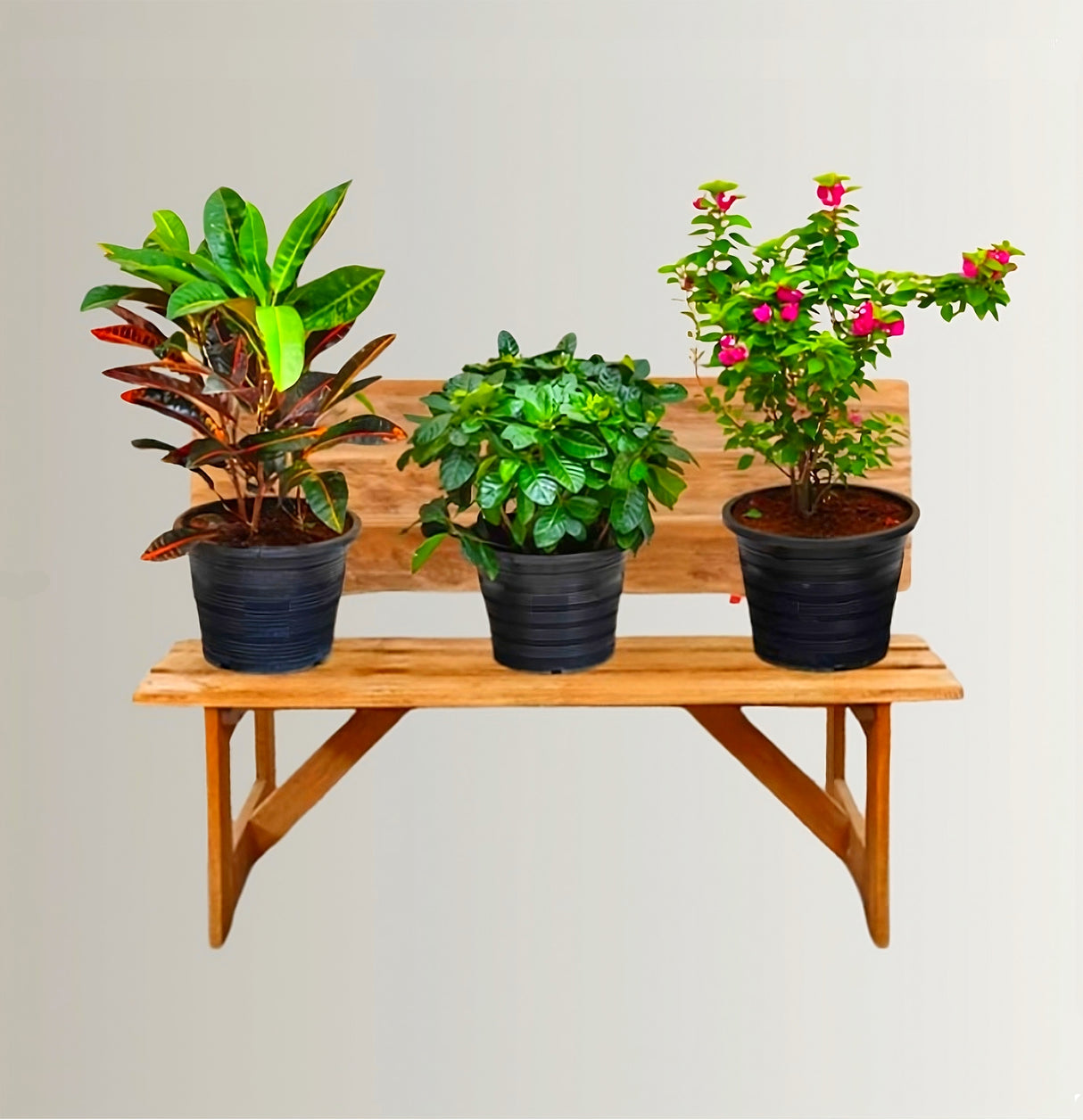 Balcony Plants Bundle