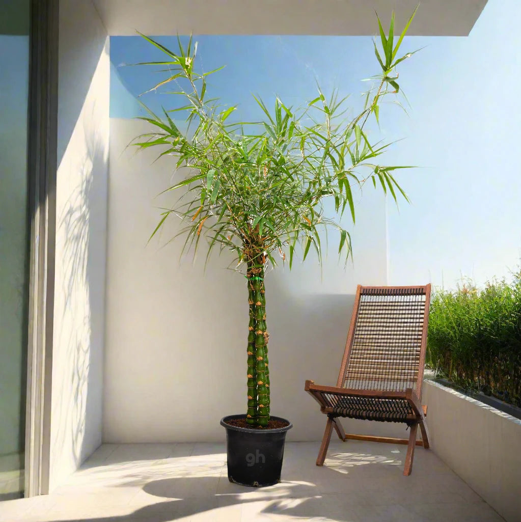 Bambusa ventricosa or Buddha's Belly Bamboo 1.2-1.5m