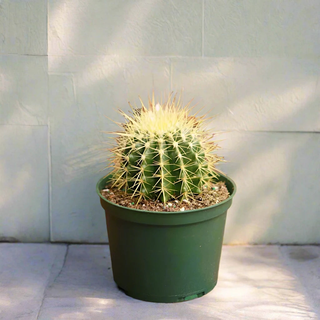 Echinocactus grusonii, Golden Barrel Cactus, Mother-in-law Cushion or Ball Cactus