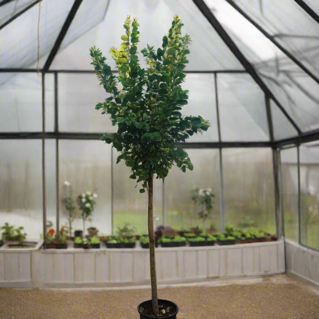 Bauhinia purpurea "Purple Orchid-Tree"