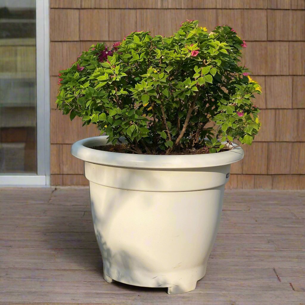 Bougainvillea Pink Pixie in 20″ Cosmoplast Round Pot