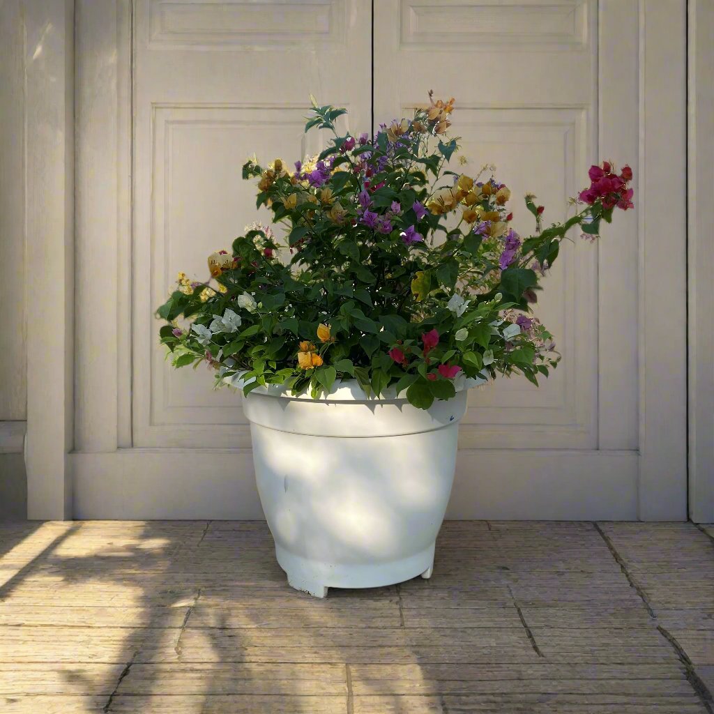 Bougainvillea Purple Orange Mix in 20″ Cosmoplast Round Pot