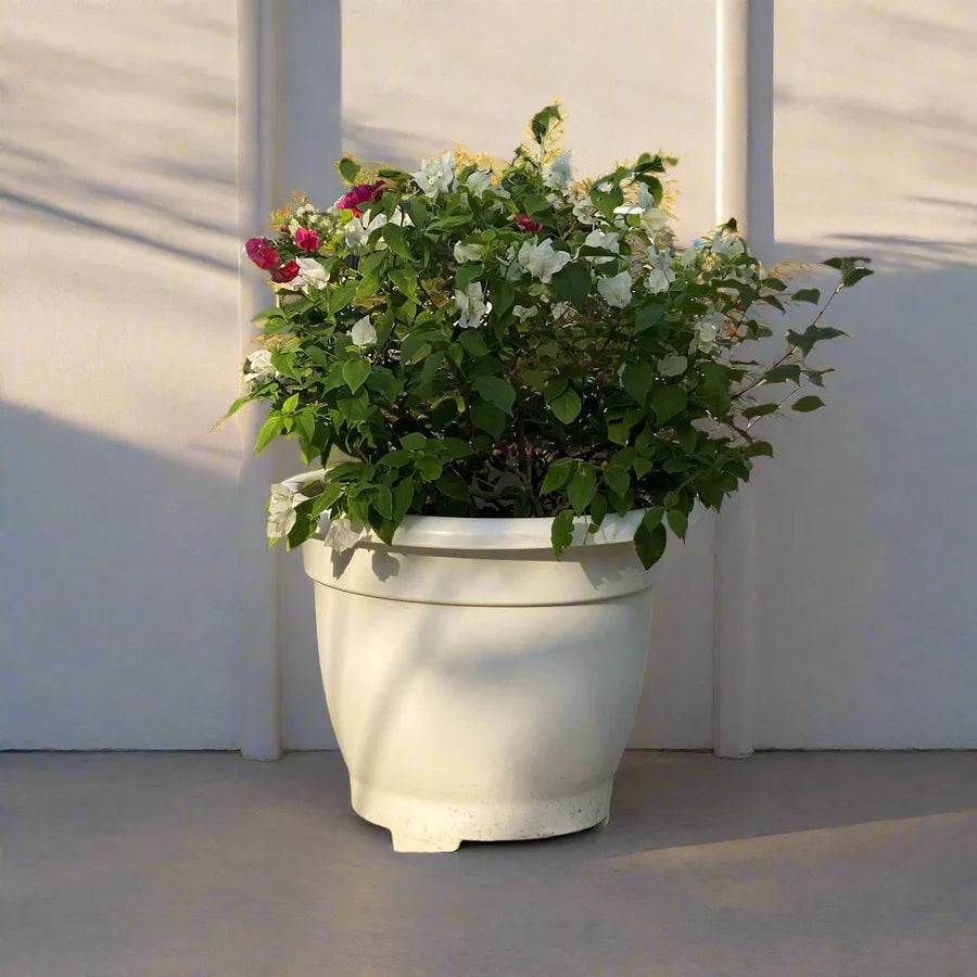 Bougainvillea White Mix in 20″ Cosmoplast Round Pot