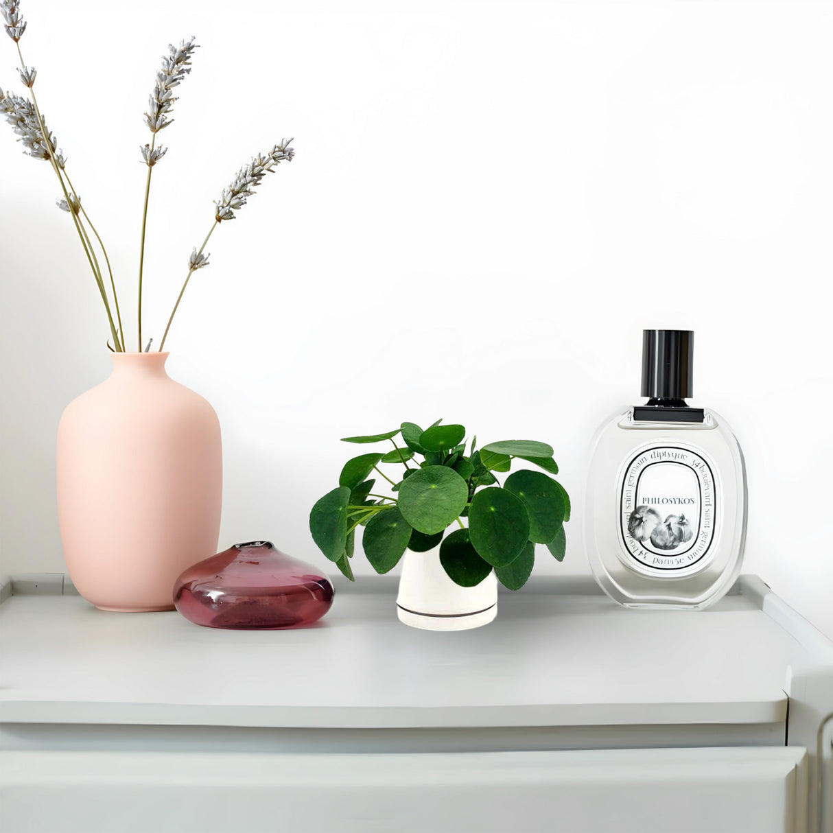 Pilea Peperomioides Mini "Chinese Money Plant"