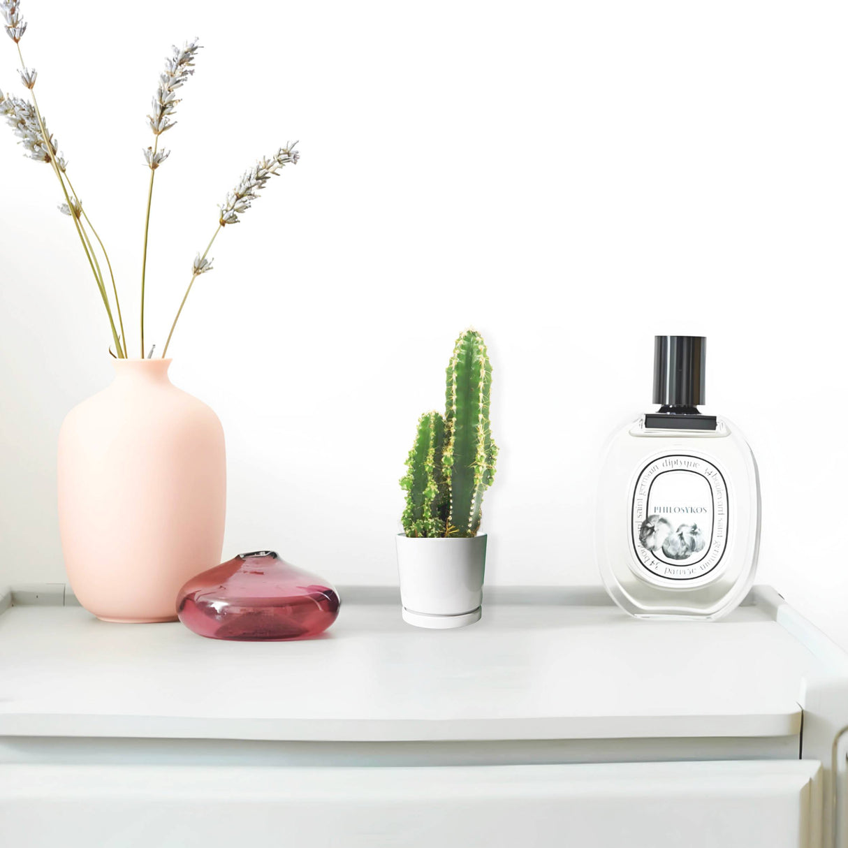 Cereus Peruvianus or Peruvian Cactus 5-10cm