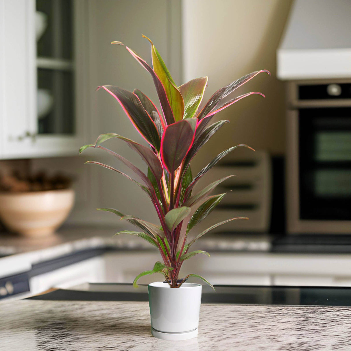Cordyline Rumba | Rumba Ti Plant | Good Luck Plant 30-40cm