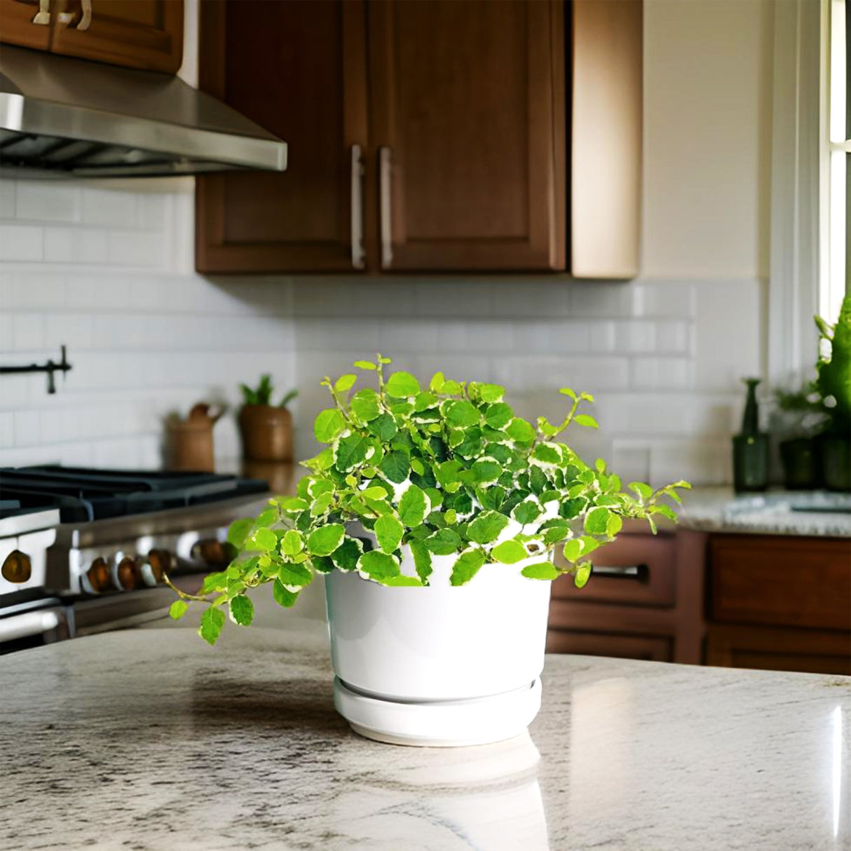 Ficus pumila- Creeping fig "Varigated"
