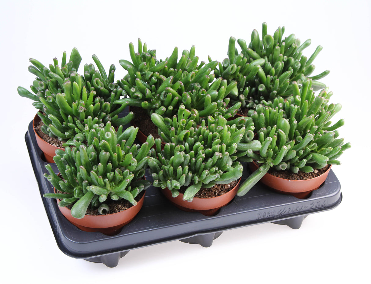 Crassula Ovata ‘Hobbit’