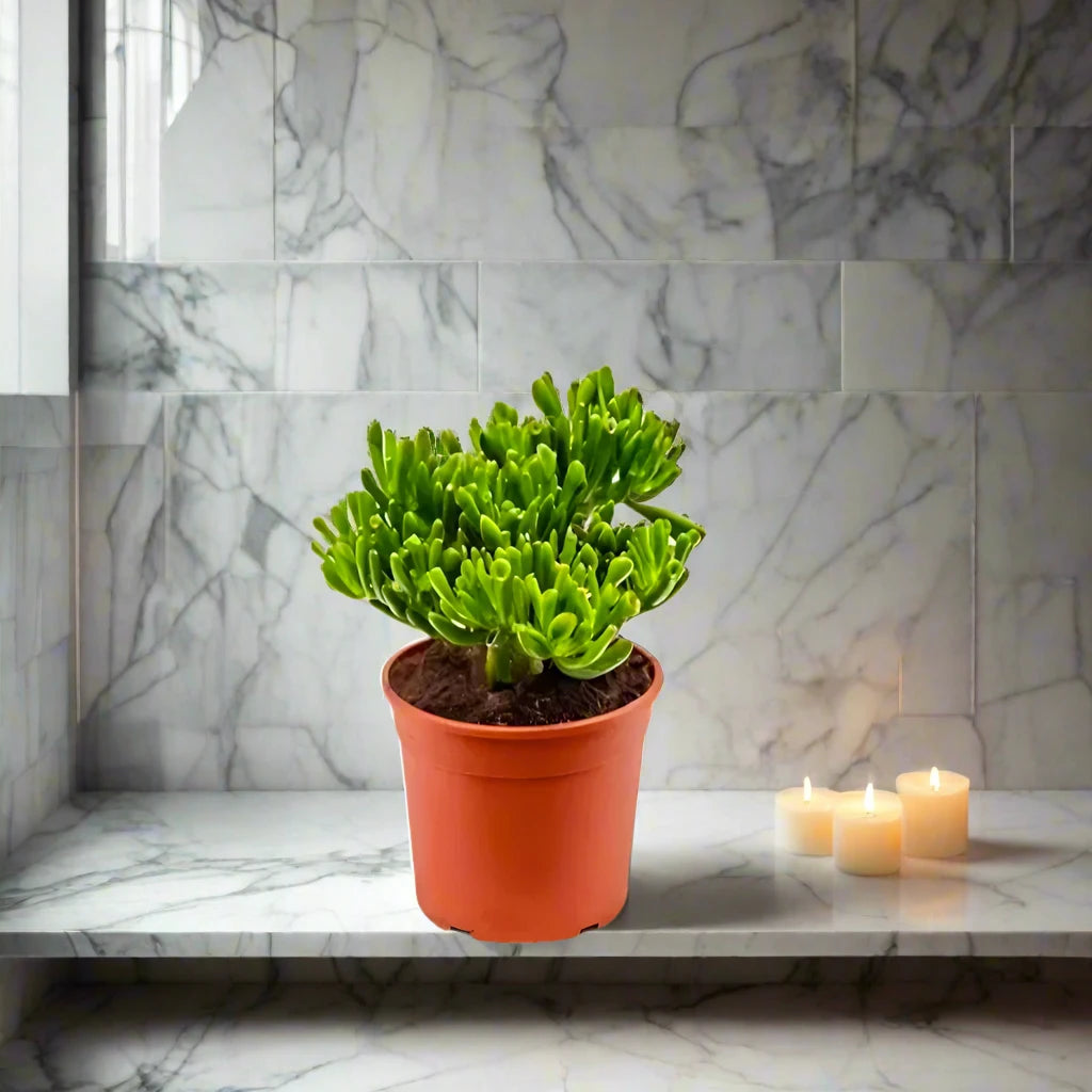 Crassula Ovata ‘Hobbit’