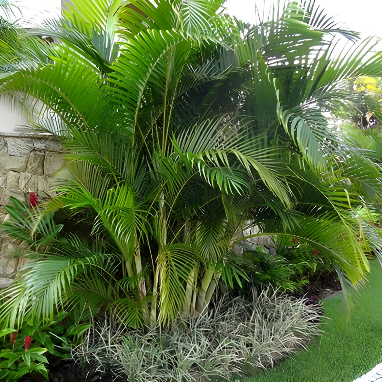 Chrysalidocarpus lutescens | Areca palm Outdoor فراشة النخيل